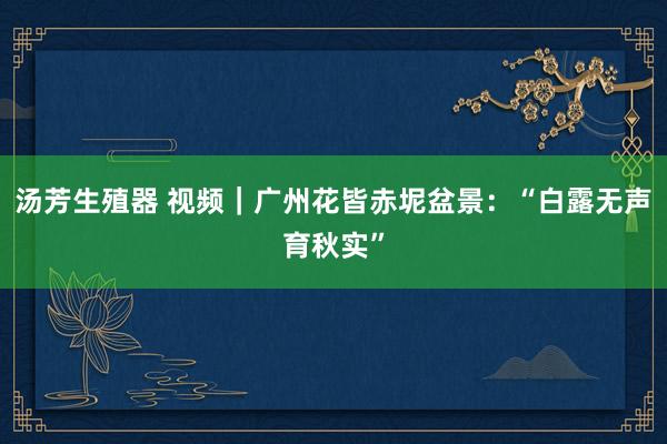 汤芳生殖器 视频｜广州花皆赤坭盆景：“白露无声育秋实”