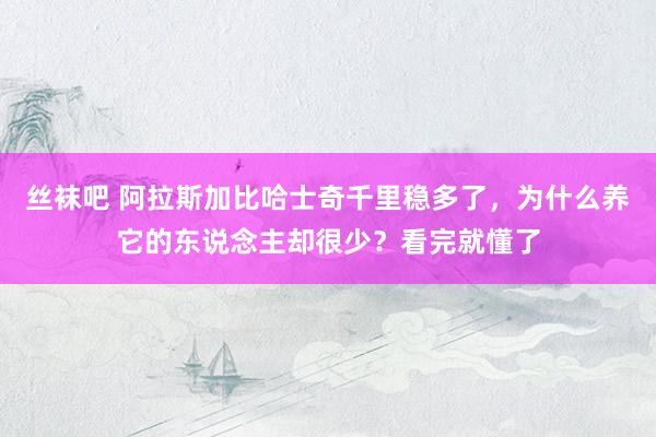 丝袜吧 阿拉斯加比哈士奇千里稳多了，为什么养它的东说念主却很少？看完就懂了