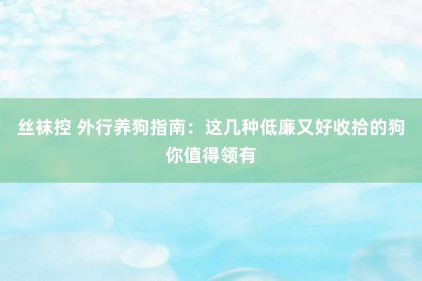 丝袜控 外行养狗指南：这几种低廉又好收拾的狗你值得领有