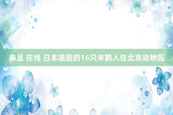 麻豆 在线 日本退回的16只朱鹮入住北京动物园